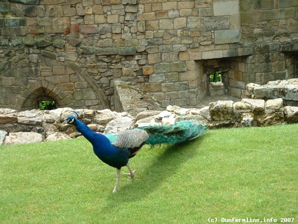 Peacock in the glen