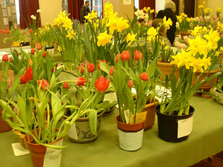 Tulips and Daffodils