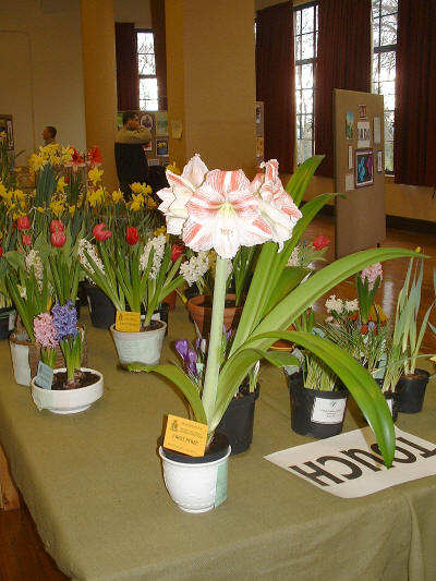 Flowers from Touch