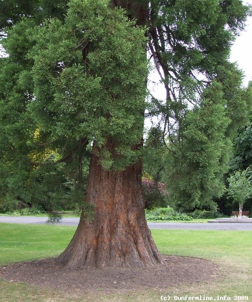 Fir Tree in Pittencrieff Park