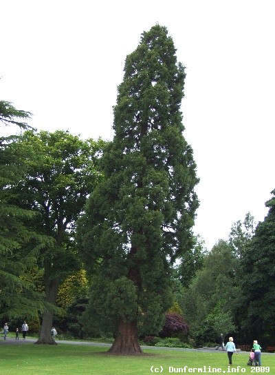 Fir Tree in Pittencrieff Park