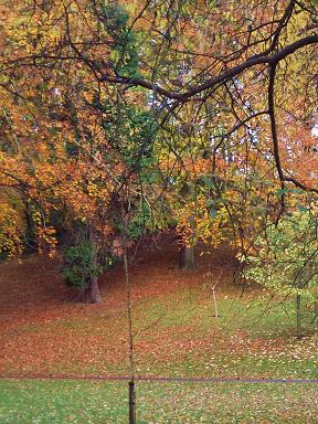 Golden Leaves